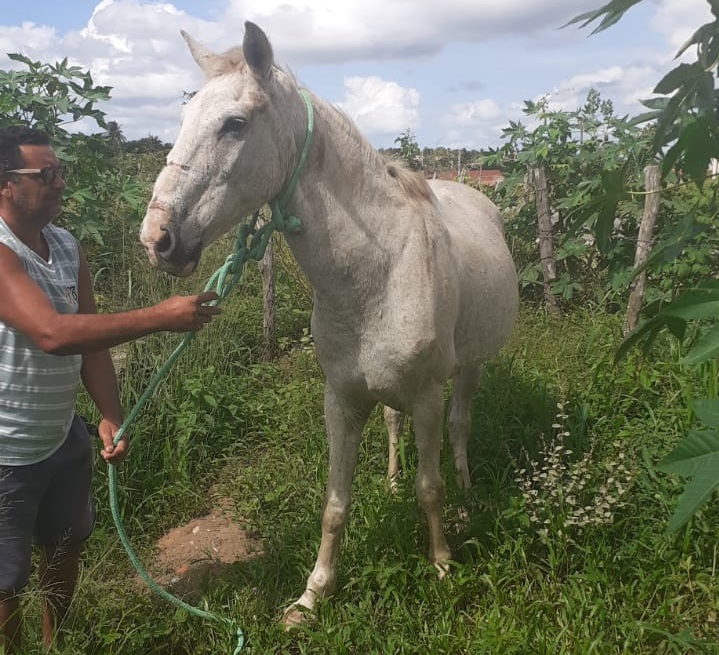 Apreensão de animais: Secretaria de Meio Ambiente segue se destacando por excelente trabalho Apreensão de animais: Secretaria de Meio Ambiente segue se destacando por excelente trabalho