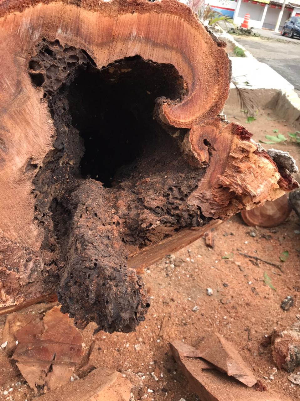 NOTA DE ESCLARECIMENTO: Retirada de arvores da Av. Olivio Maroja NOTA DE ESCLARECIMENTO: Retirada de arvores da Av. Olivio Maroja