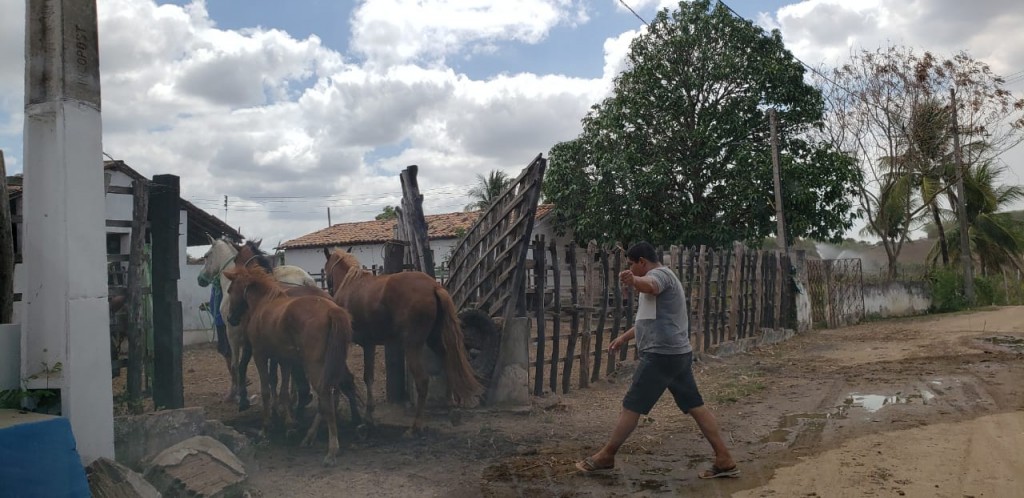 Secretaria de Meio Ambiente inicia captura de animais soltos em vias públicas de Araçagi Secretaria de Meio Ambiente inicia captura de animais soltos em vias públicas de Araçagi